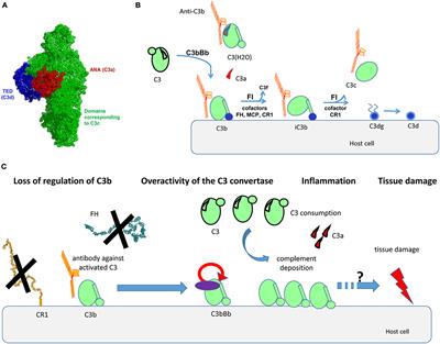 Autoantibodies Against C3b—Functional Consequences and Disease Relevance